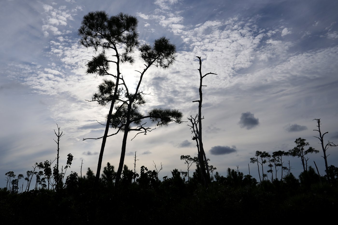 Florida’s iconic Key deer face an uncertain future as seas rise | iNFOnews.ca