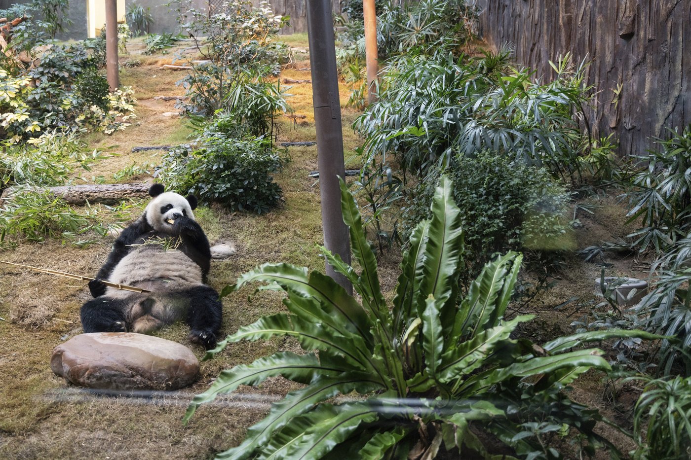 Hong Kong launches panda sculpture tour as the city hopes the bear craze boosts tourism | iNFOnews.ca