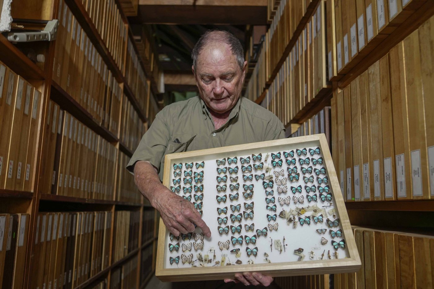 A butterfly collector in Africa with more than 4.2 million seeks to share them for the future | iNFOnews.ca A butterfly collector in Africa with more than 4.2 million seeks to share them for the future | iNFOnews.ca