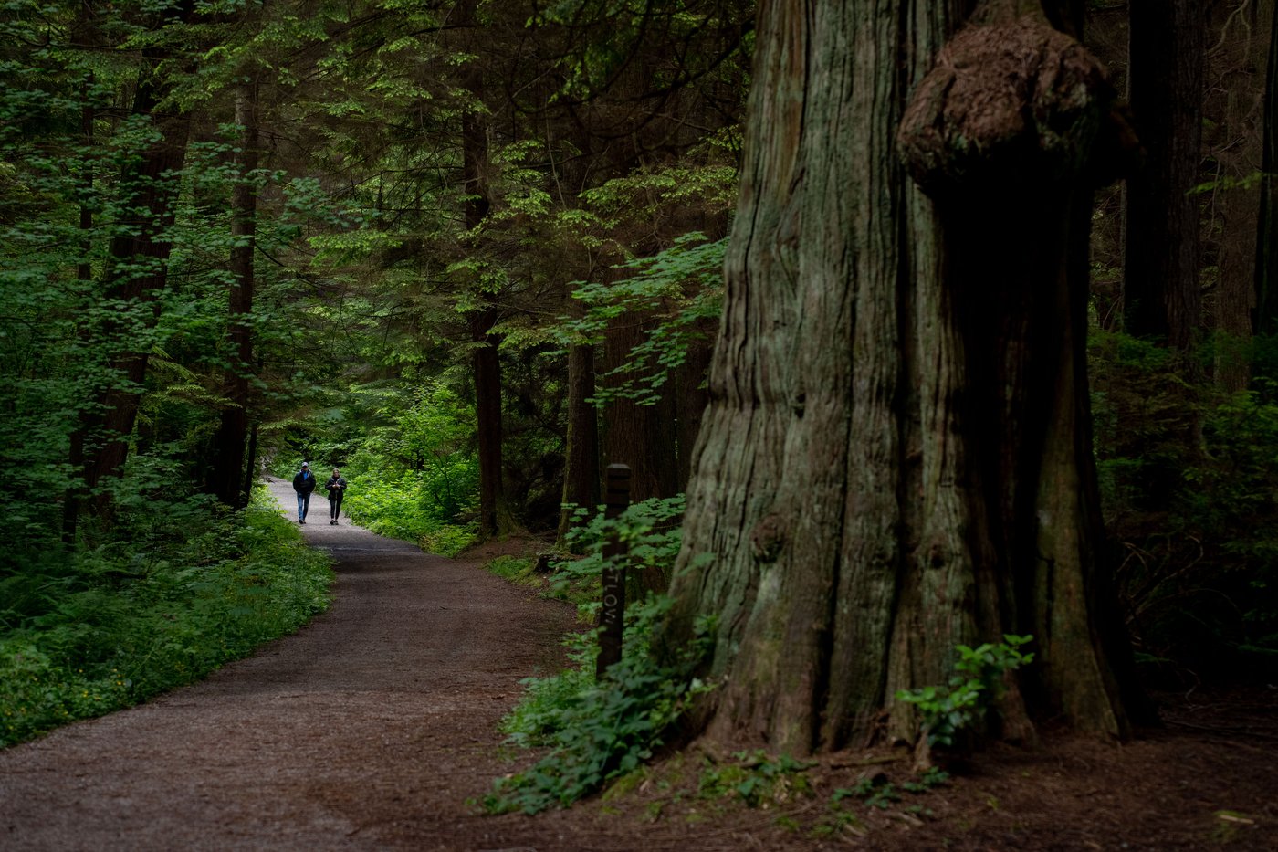 B.C. court rejects attempt to stop thousands of trees from being cut in Stanley Park | iNFOnews.ca B.C. court rejects attempt to stop thousands of trees from being cut in Stanley Park | iNFOnews.ca