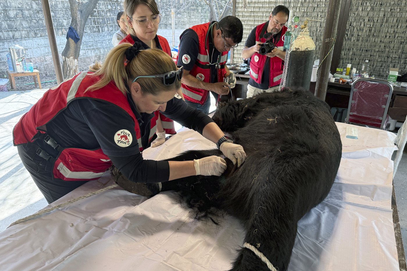 Rocky the bear rescued from abuse in Pakistan’s east and relocated to capital for medical treatment | iNFOnews.ca