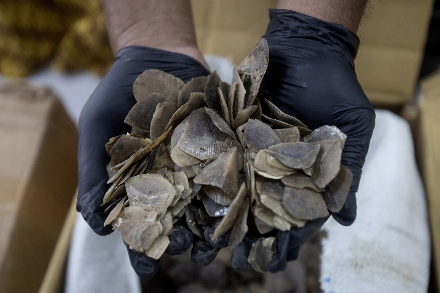 Indonesia seizes more than a ton of endangered pangolin scales said to be meant for Chinese clients | iNFOnews.ca