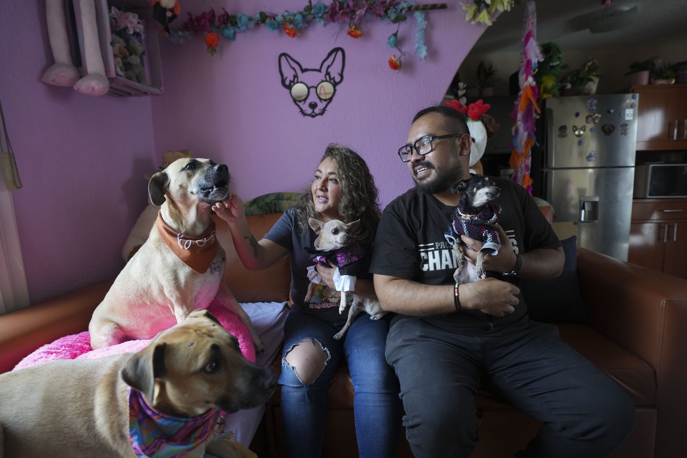 Pets join Mexico's Day of the Dead celebrations, as Fido and Tiger get their own altars | iNFOnews.ca