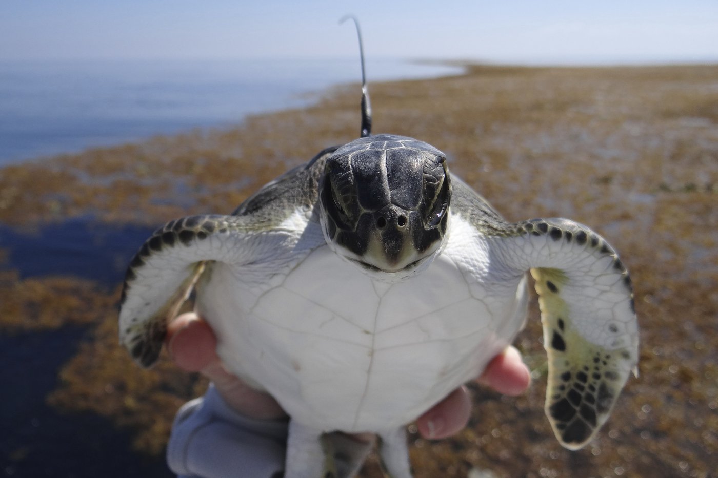 Scientists solve the mystery of sea turtles' 'lost years' | iNFOnews.ca Scientists solve the mystery of sea turtles' 'lost years' | iNFOnews.ca