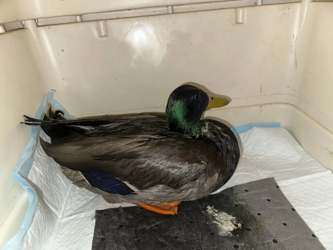 Rescuers rush to save geese and ducks soaked in oil due to spill in Boston river | iNFOnews.ca
