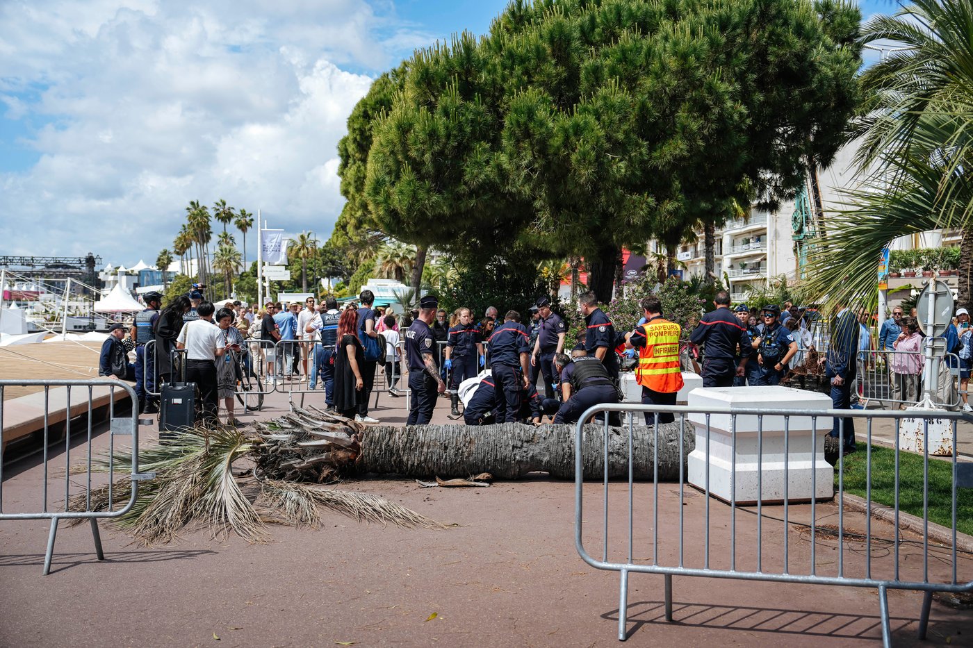 Palm tree falls on a person at Cannes Film Festival | iNFOnews.ca