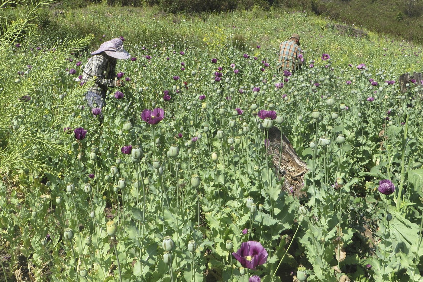 UN drug experts say opium production has leveled off in Myanmar, but instability may trigger a rise | iNFOnews.ca UN drug experts say opium production has leveled off in Myanmar, but instability may trigger a rise | iNFOnews.ca