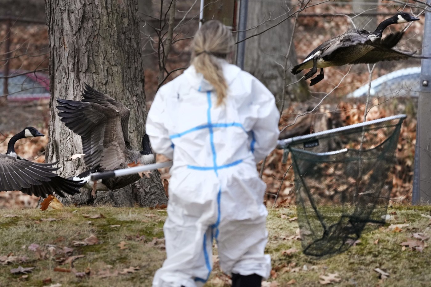 Rescuers rush to save geese and ducks soaked in oil due to spill in Boston river | iNFOnews.ca