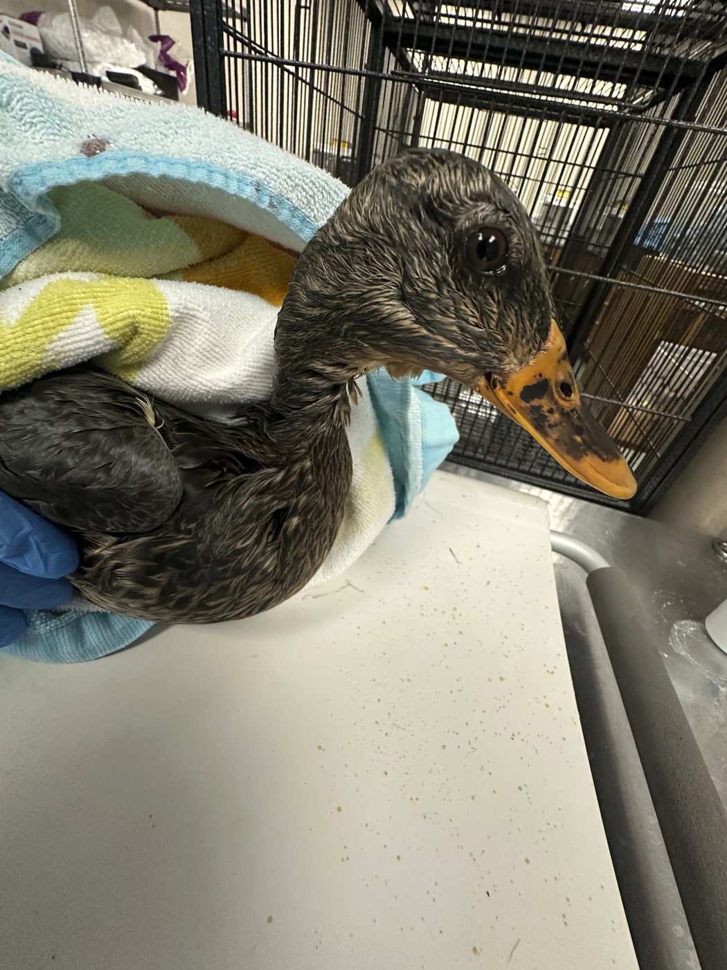 Rescuers rush to save geese and ducks soaked in oil due to spill in Boston river | iNFOnews.ca