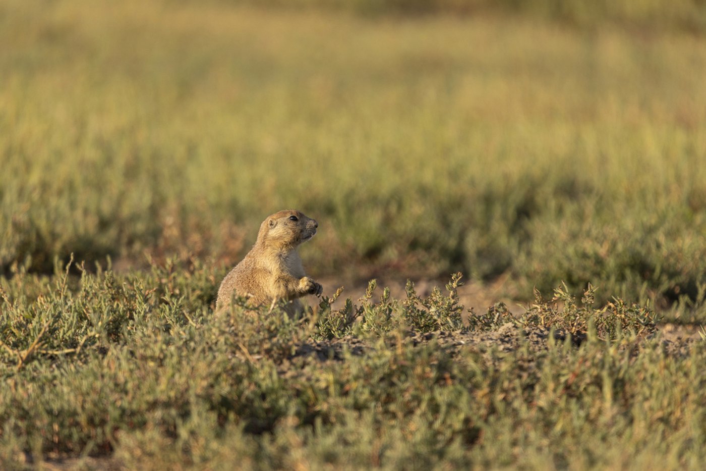 A grassland bird eavesdrops on prairie dog calls to keep itself safe from predators | iNFOnews.ca A grassland bird eavesdrops on prairie dog calls to keep itself safe from predators | iNFOnews.ca