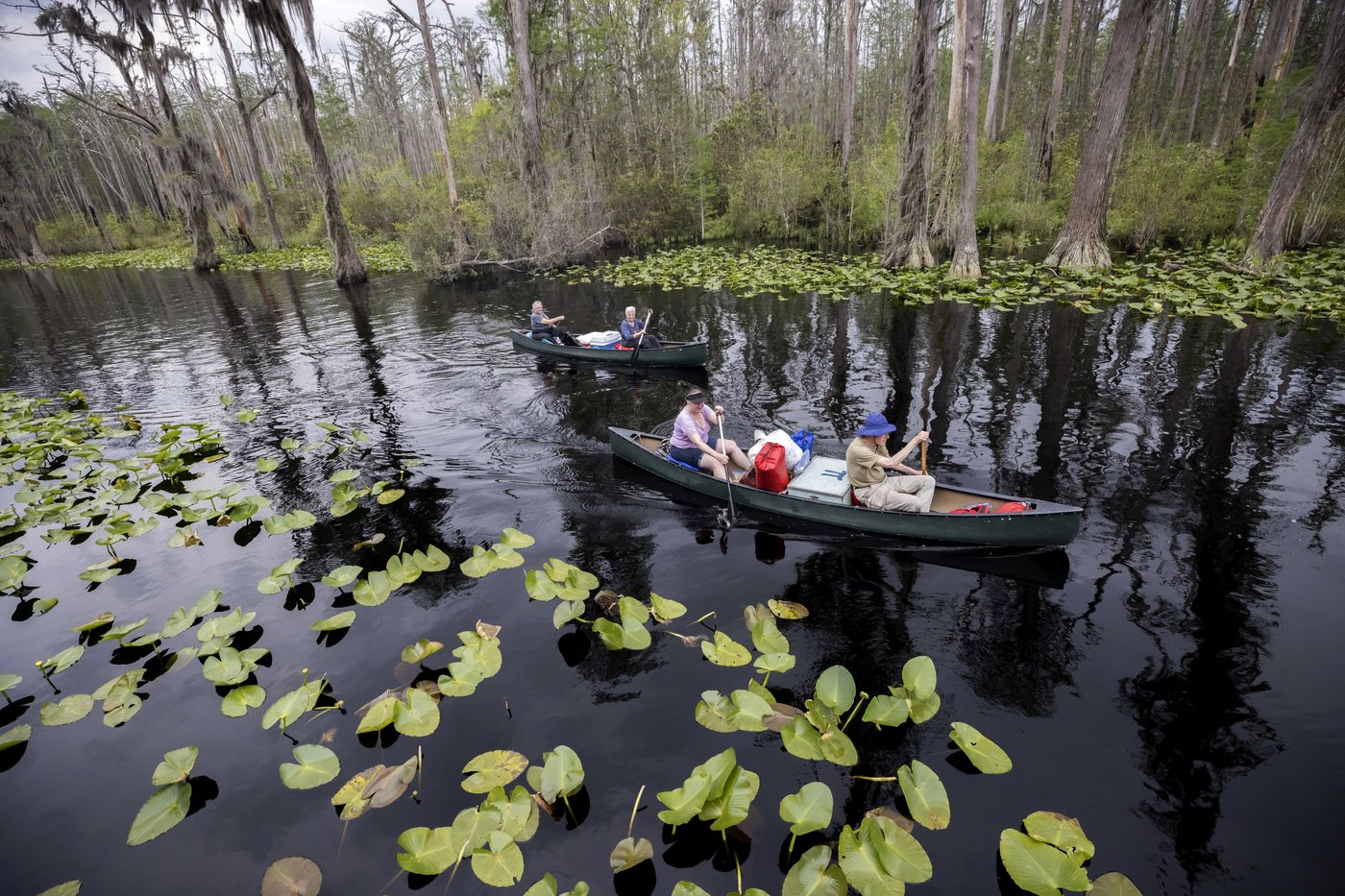 A former Trump official backs World Heritage status for the vast Okefenokee Swamp | iNFOnews.ca A former Trump official backs World Heritage status for the vast Okefenokee Swamp | iNFOnews.ca