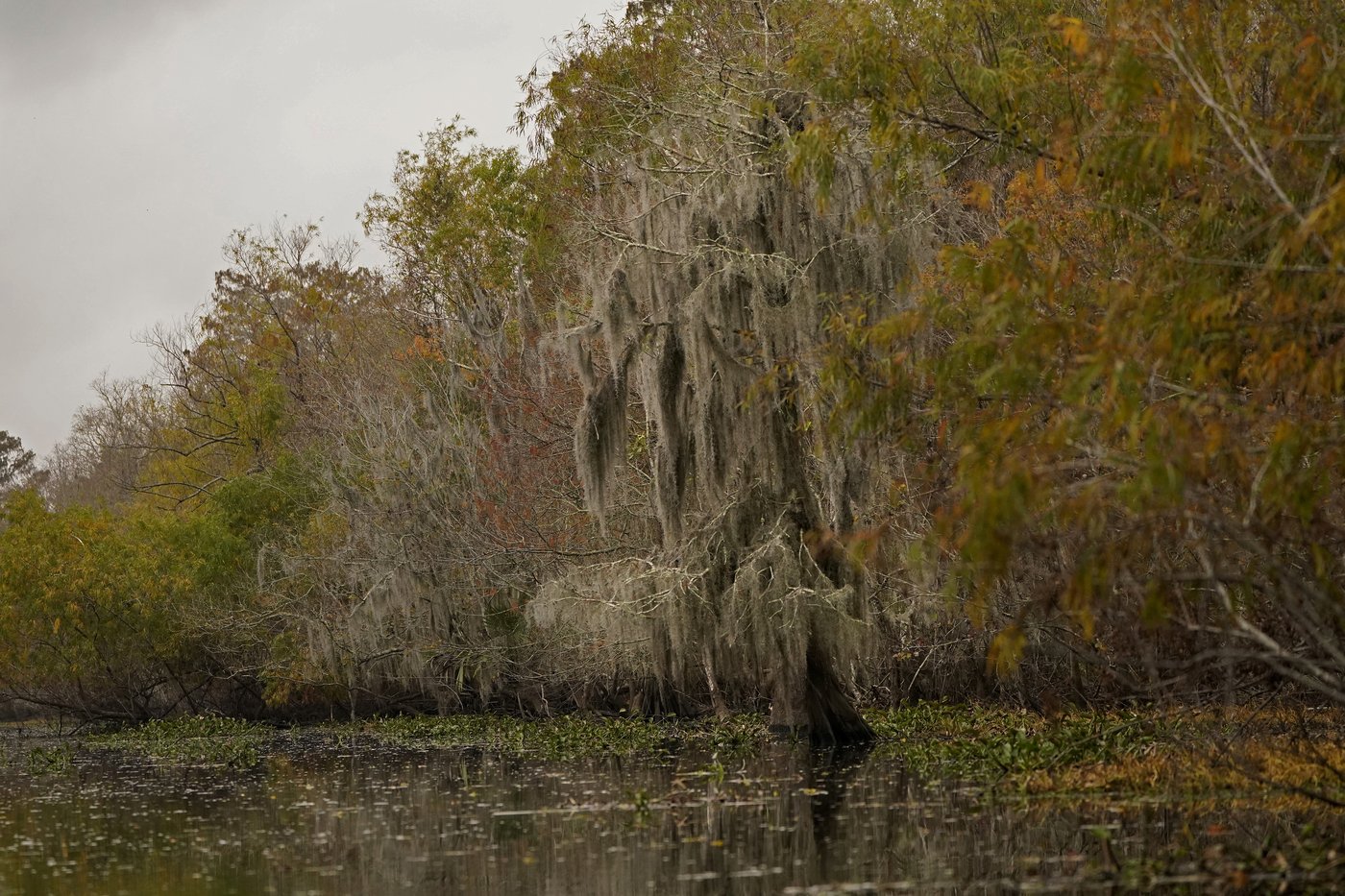 To save a dying swamp, Louisiana aims to restore the Mississippi River's natural flow | iNFOnews.ca To save a dying swamp, Louisiana aims to restore the Mississippi River's natural flow | iNFOnews.ca