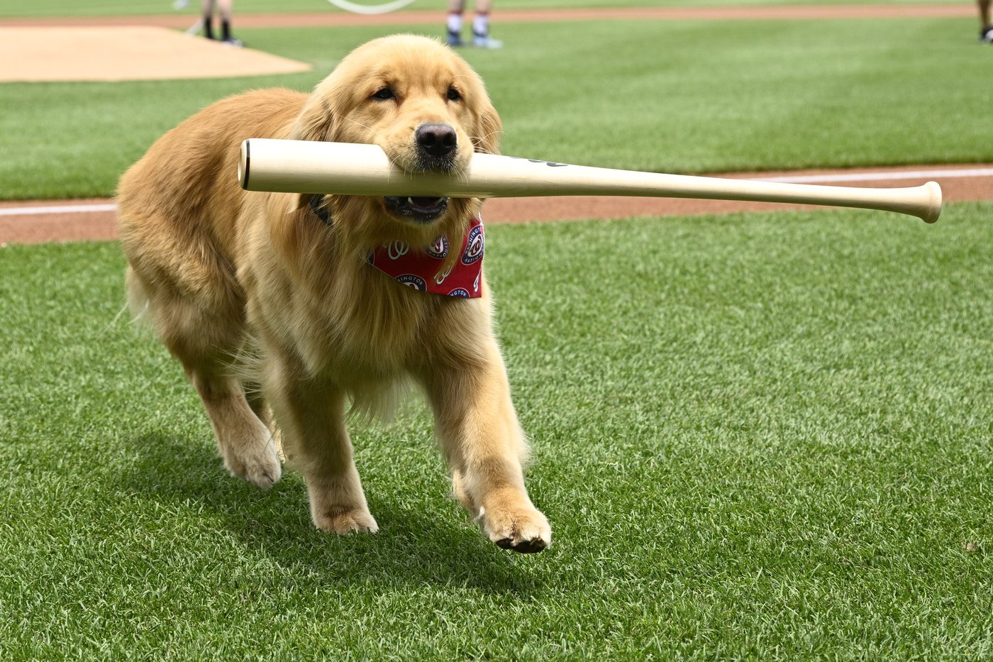 Nationals' bat-retrieving dog Bruce laps up pregame attention, makes MLB debut | iNFOnews.ca Nationals' bat-retrieving dog Bruce laps up pregame attention, makes MLB debut | iNFOnews.ca
