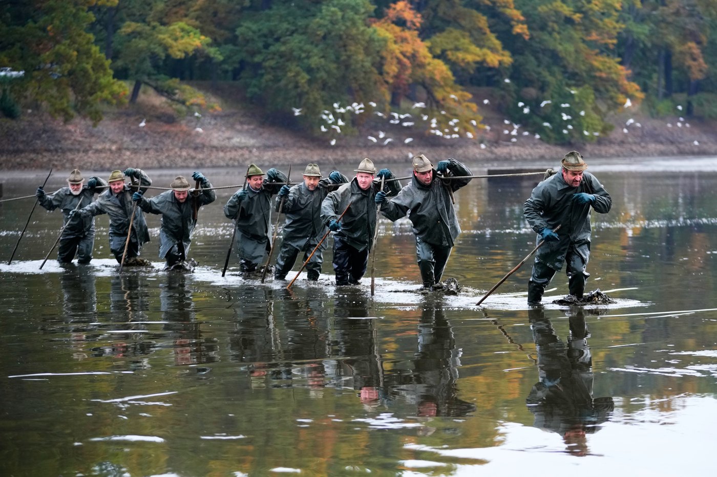Photos show Czech fisherman hauling in Christmas carp for holiday tables | iNFOnews.ca