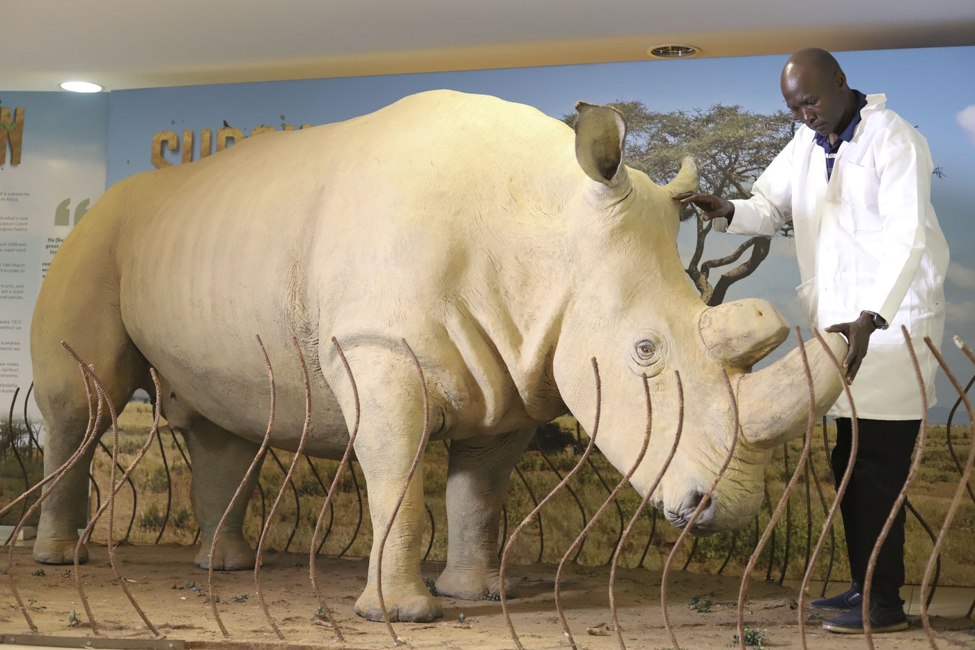 The number of rhinos is slightly up but poaching has increased too | iNFOnews.ca The number of rhinos is slightly up but poaching has increased too | iNFOnews.ca