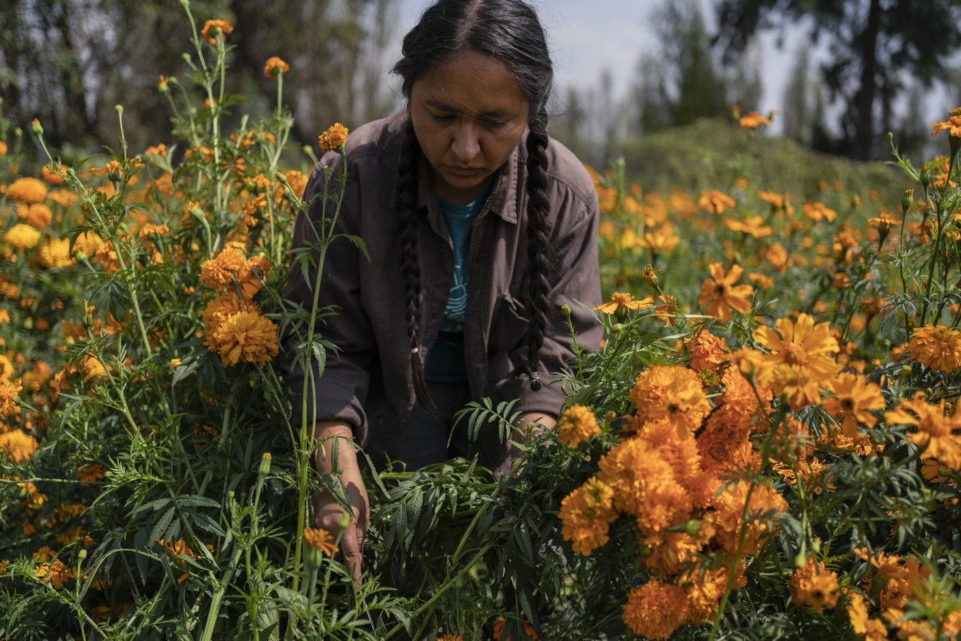 Mexico City’s floating gardens have fed people for hundreds of years. Now they’re threatened | iNFOnews.ca Mexico City’s floating gardens have fed people for hundreds of years. Now they’re threatened | iNFOnews.ca