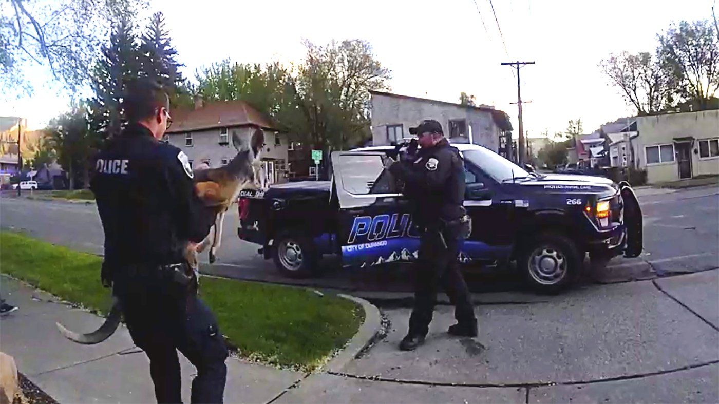 Loose pet kangaroo keeps police hopping - again - in Colorado | iNFOnews.ca