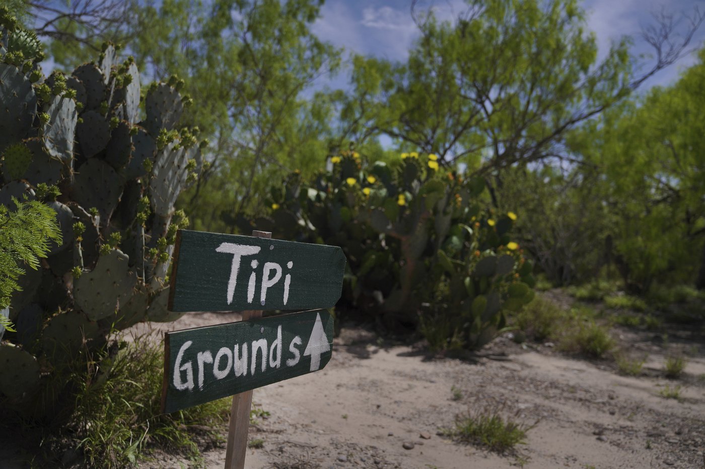 Peyote sacred to Native Americans threatened by psychedelic renaissance and development | iNFOnews.ca Peyote sacred to Native Americans threatened by psychedelic renaissance and development | iNFOnews.ca