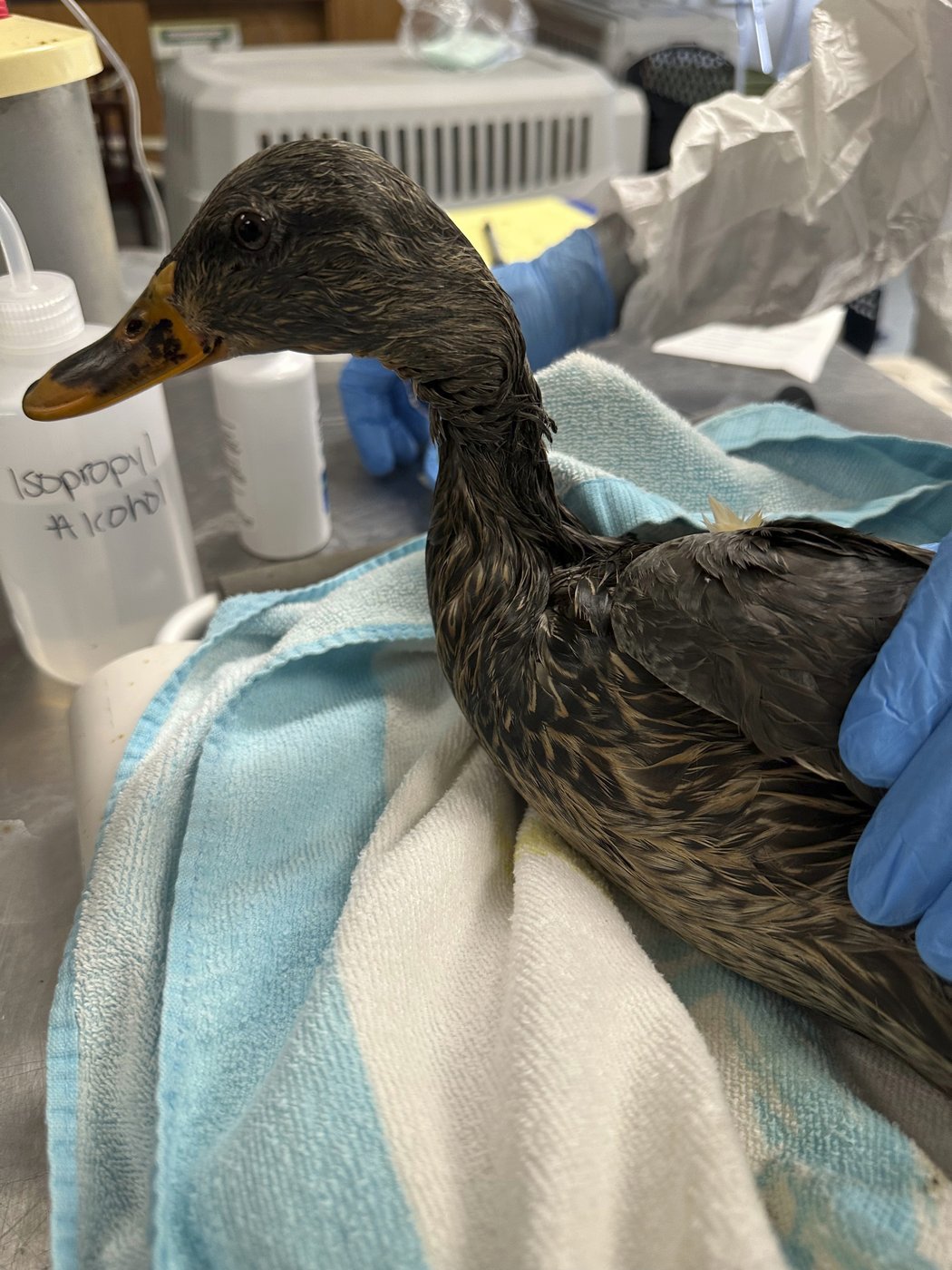 Rescuers rush to save geese and ducks soaked in oil due to spill in Boston river | iNFOnews.ca