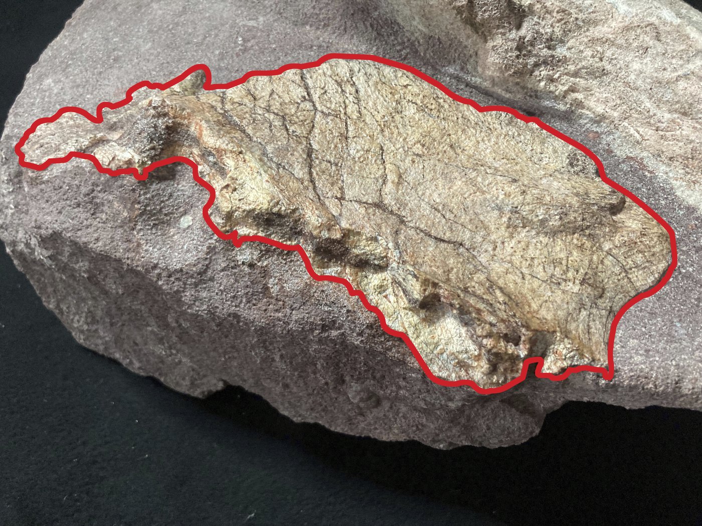 Hong Kong discovers dinosaur fossils for the first time | iNFOnews.ca