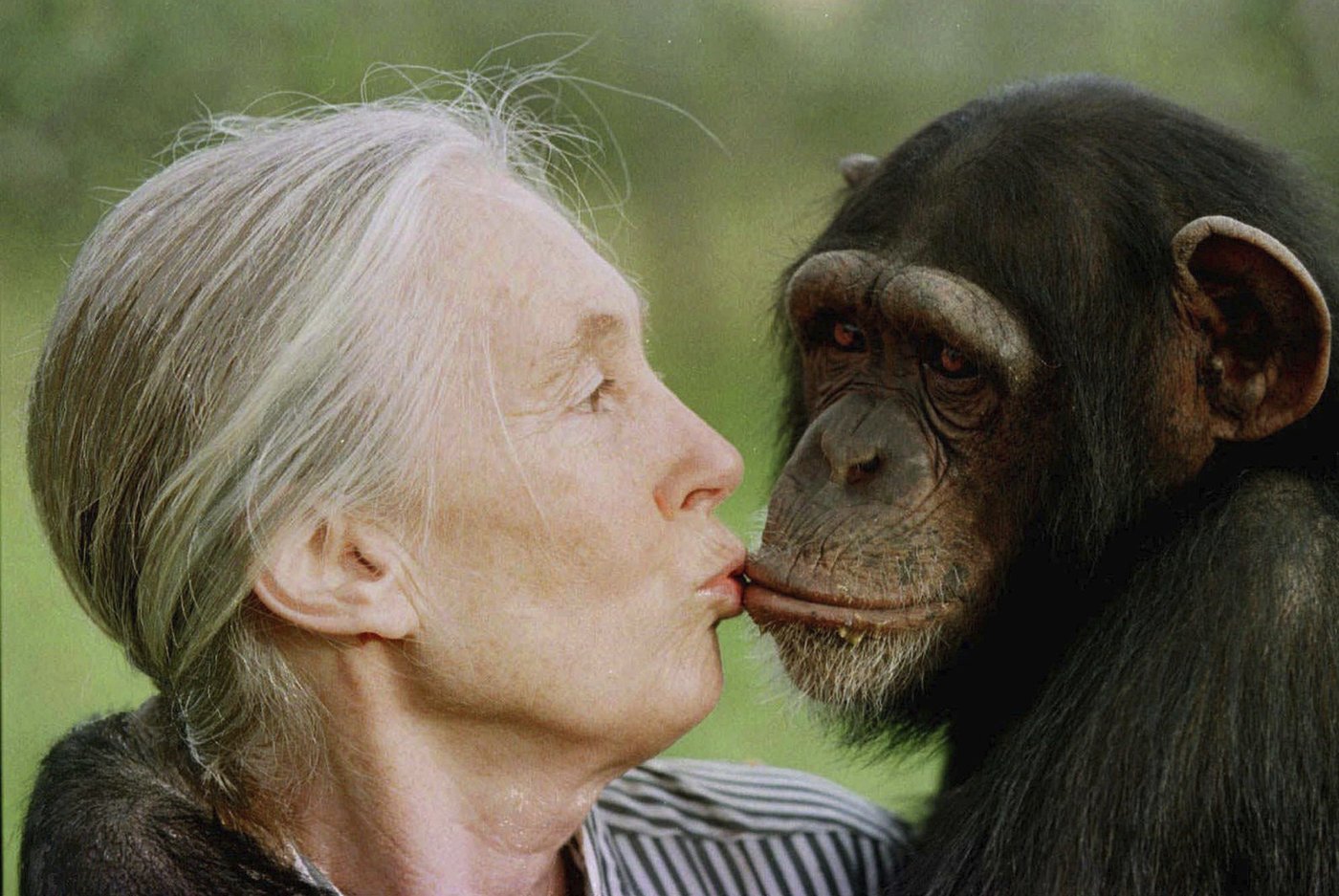 Jane Goodall, the celebrated primatologist and conservationist, has died | iNFOnews.ca Jane Goodall, the celebrated primatologist and conservationist, has died | iNFOnews.ca