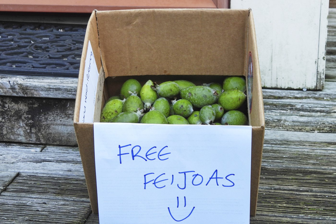New Zealand's unofficial fruit is the feijoa, not the kiwi. And part of the fun is in giving it away | iNFOnews.ca