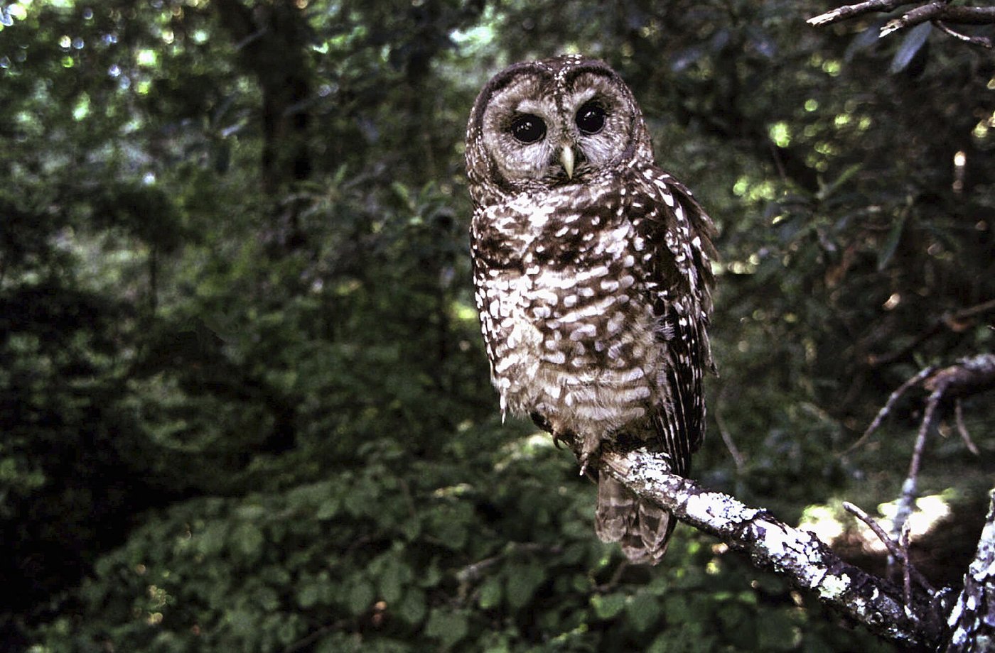 Forestry audit scheduled for B.C. licence for land covering spotted owl habitat | iNFOnews.ca
