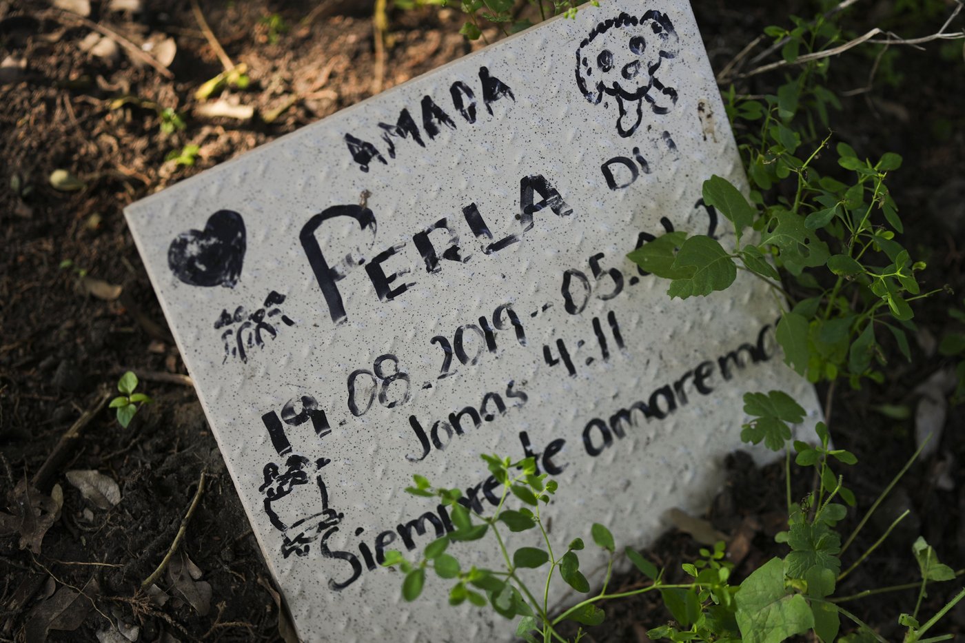 Pets join Mexico's Day of the Dead celebrations, as Fido and Tiger get their own altars | iNFOnews.ca