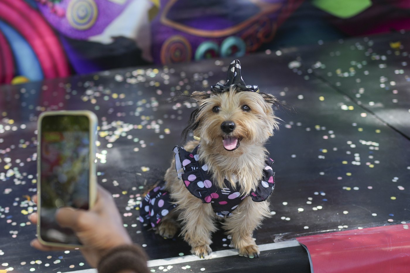 The Rio Carnival street party where dogs parade as superheroes and cartoon characters | iNFOnews.ca The Rio Carnival street party where dogs parade as superheroes and cartoon characters | iNFOnews.ca