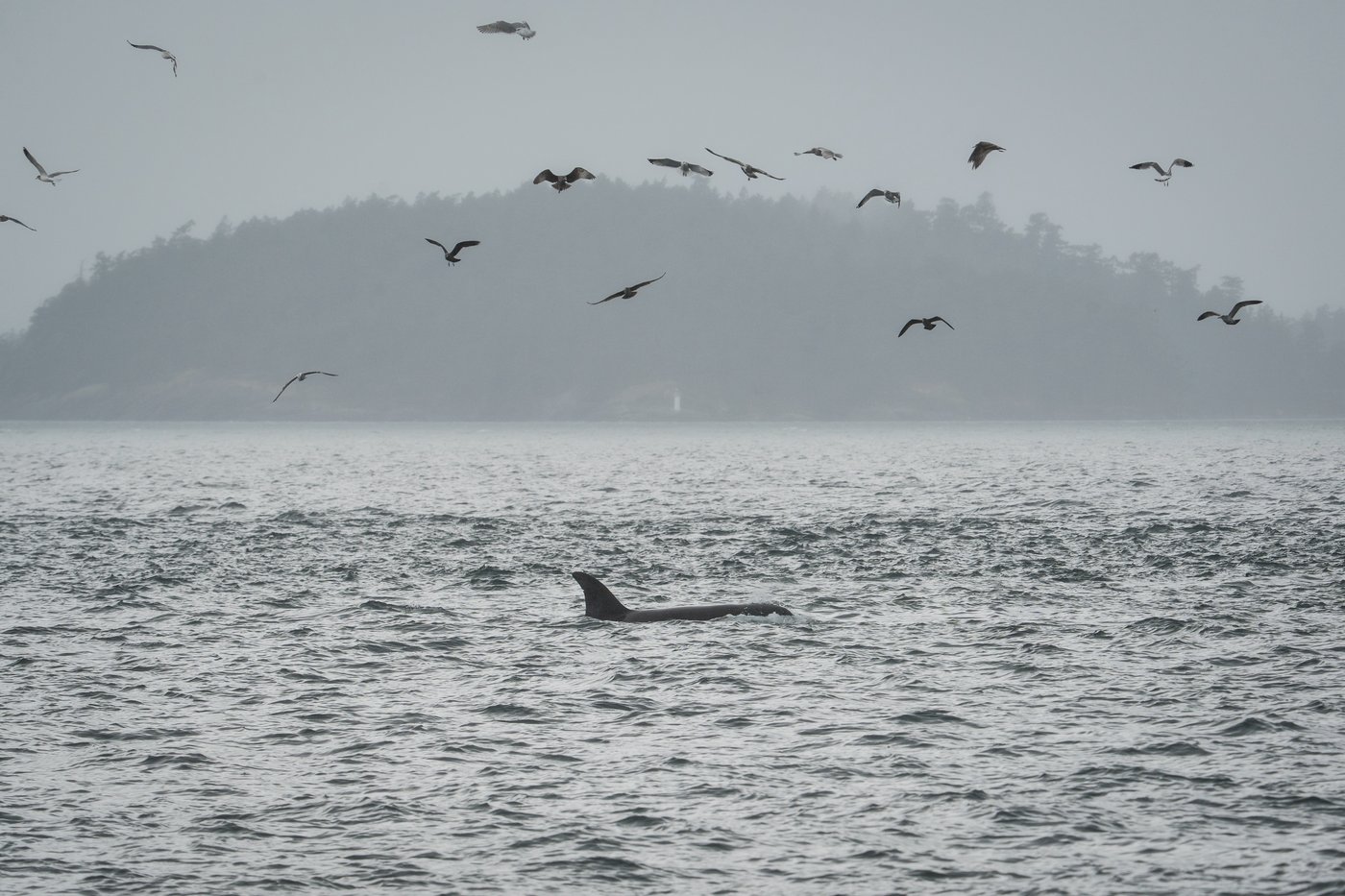 Scientists hope underwater fiber-optic cables can help save endangered orcas | iNFOnews.ca