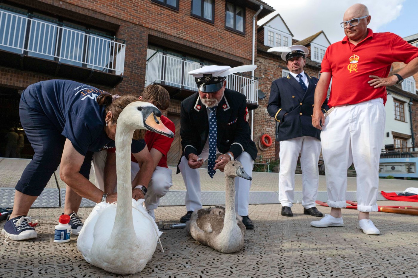 King Charles' annual swan census begins on the River Thames | iNFOnews.ca