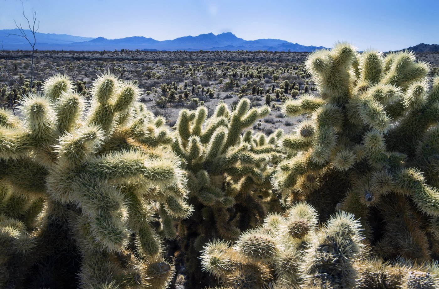 Biden adds to the nation's list of national monuments during his term. There's an appetite for more | iNFOnews.ca