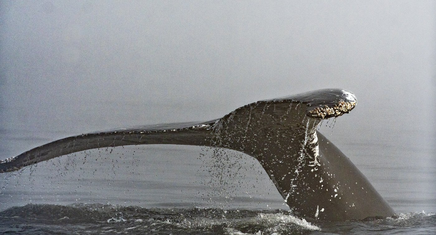 Humpback whale dead after ferry crew reports collision off B.C. coast | iNFOnews.ca Humpback whale dead after ferry crew reports collision off B.C. coast | iNFOnews.ca