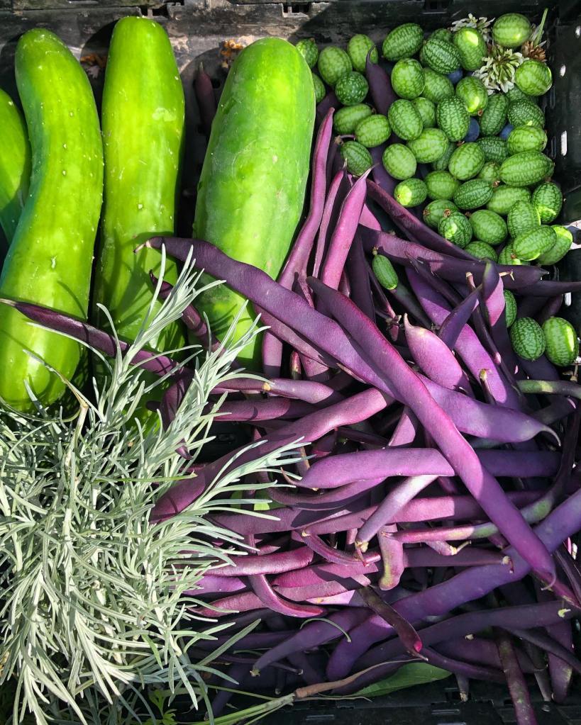 How a first generation Okanagan hobby farmer is going pro | iNwine How a first generation Okanagan hobby farmer is going pro | iNwine