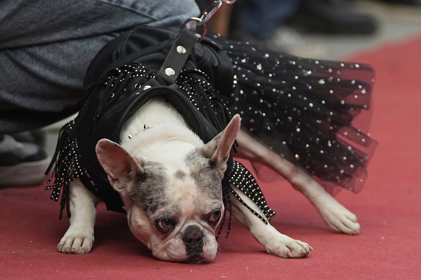 PHOTO COLLECTION: Russia French Bulldogs Parade | iNFOnews.ca