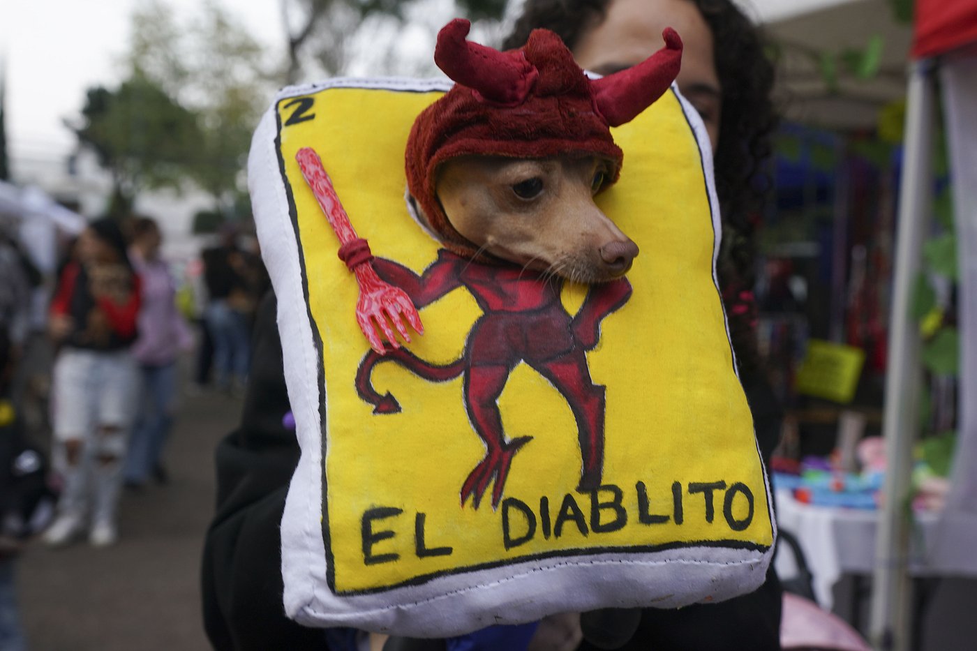 Pets join Mexico's Day of the Dead celebrations, as Fido and Tiger get their own altars | iNFOnews.ca