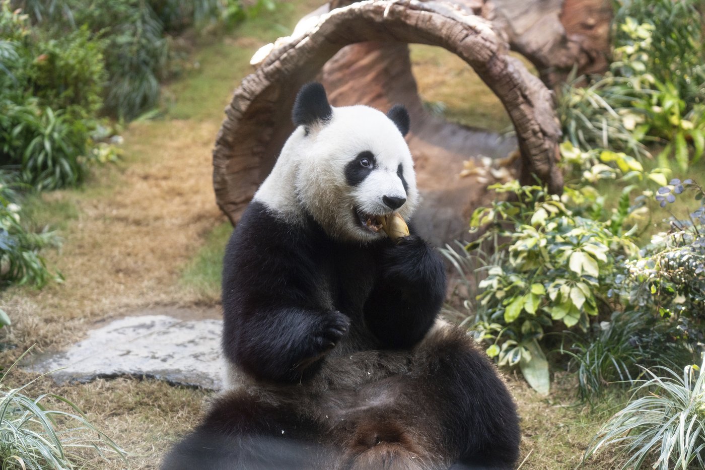 Hong Kong launches panda sculpture tour as the city hopes the bear craze boosts tourism | iNFOnews.ca
