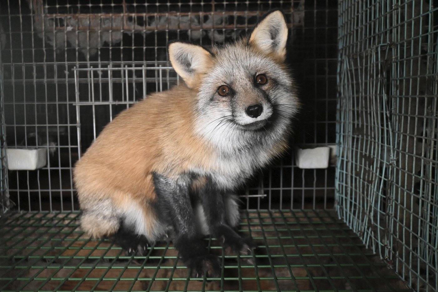 Activists release images of foxes at Finnish fur farms to push EU to ban the trade | iNFOnews.ca Activists release images of foxes at Finnish fur farms to push EU to ban the trade | iNFOnews.ca