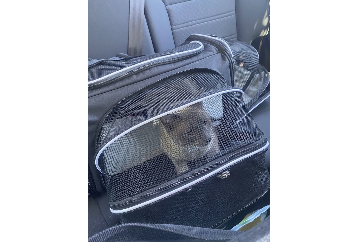 A lost cat's mysterious 2-month, 900-mile journey home to California | iNFOnews.ca A lost cat's mysterious 2-month, 900-mile journey home to California | iNFOnews.ca