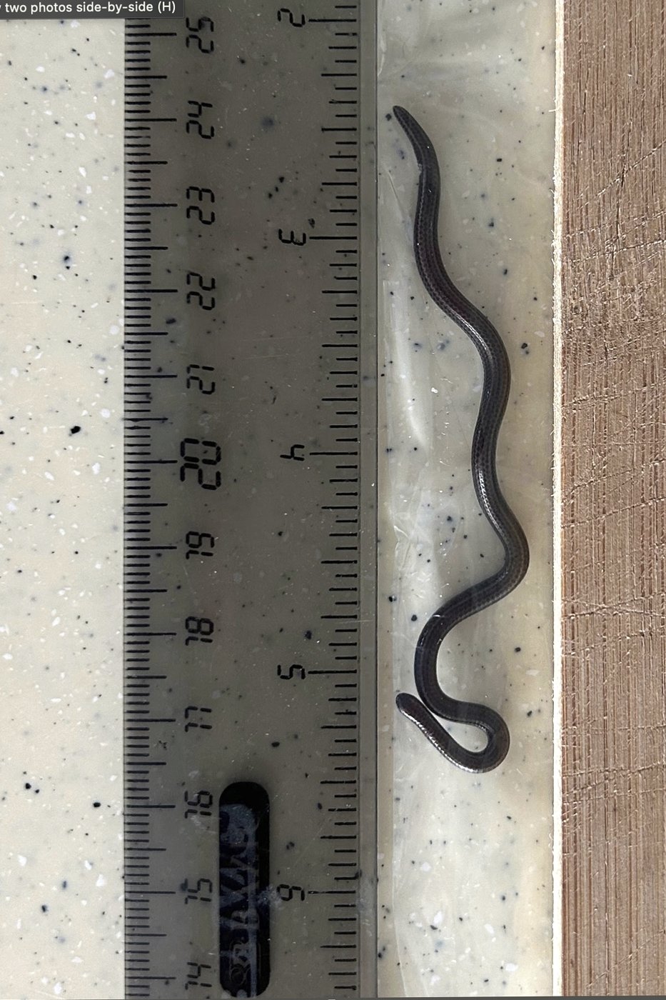 Scientists in Barbados overturn hundreds of rocks to rediscover world's smallest-known snake | iNFOnews.ca Scientists in Barbados overturn hundreds of rocks to rediscover world's smallest-known snake | iNFOnews.ca