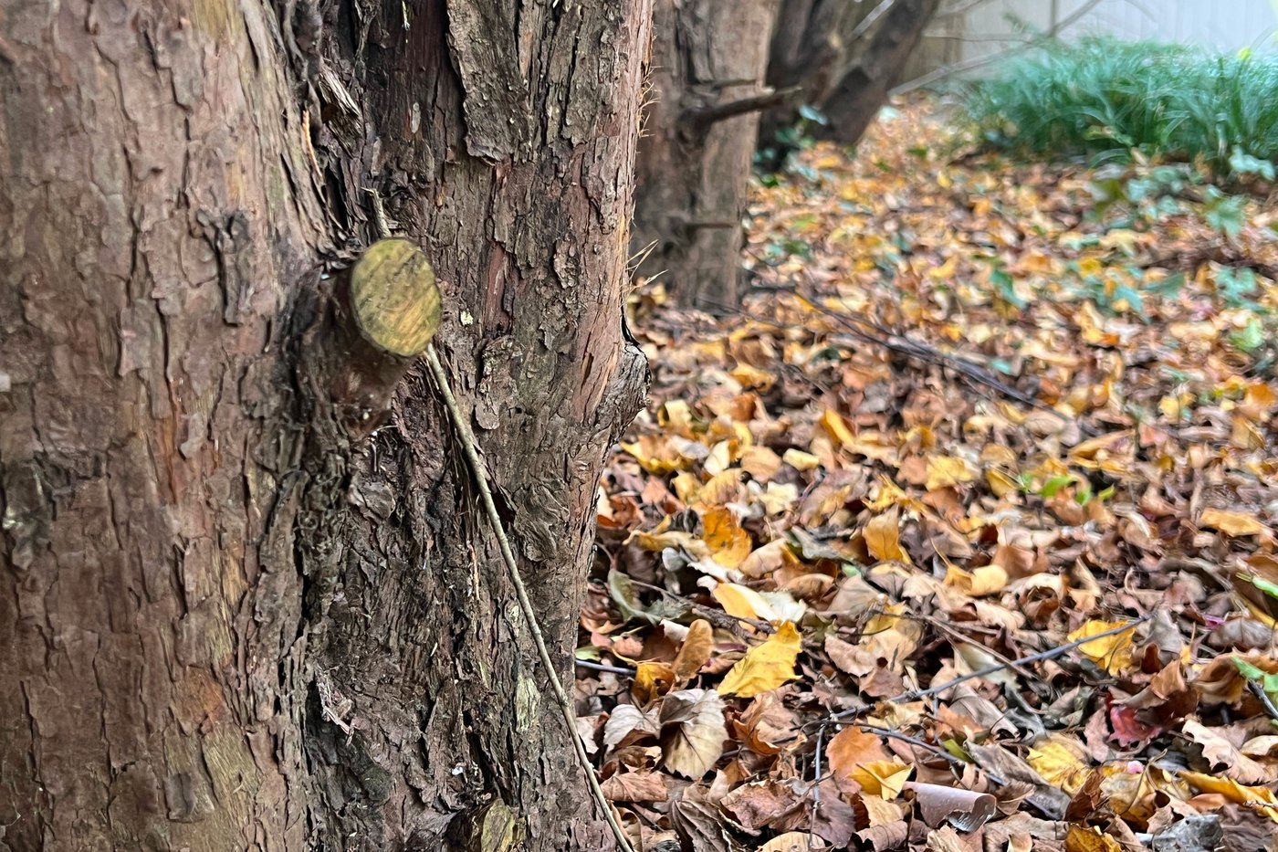 Transform fallen leaves into valuable leaf mold for your garden this fall | iNFOnews.ca