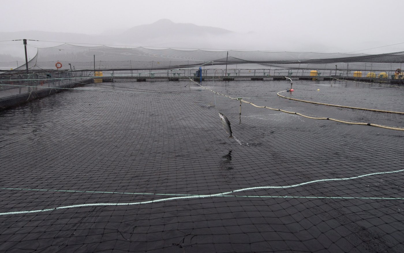Eliminating B.C.'s open-net fish farms would cost billions, report says | iNFOnews.ca