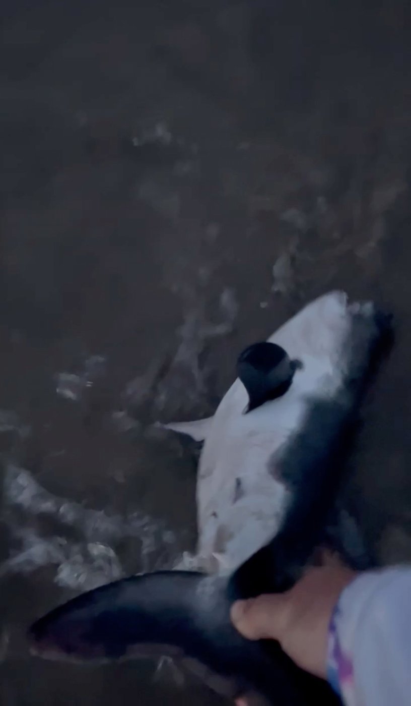 Woman rescues a beached shark in Oregon in striking video | iNFOnews.ca