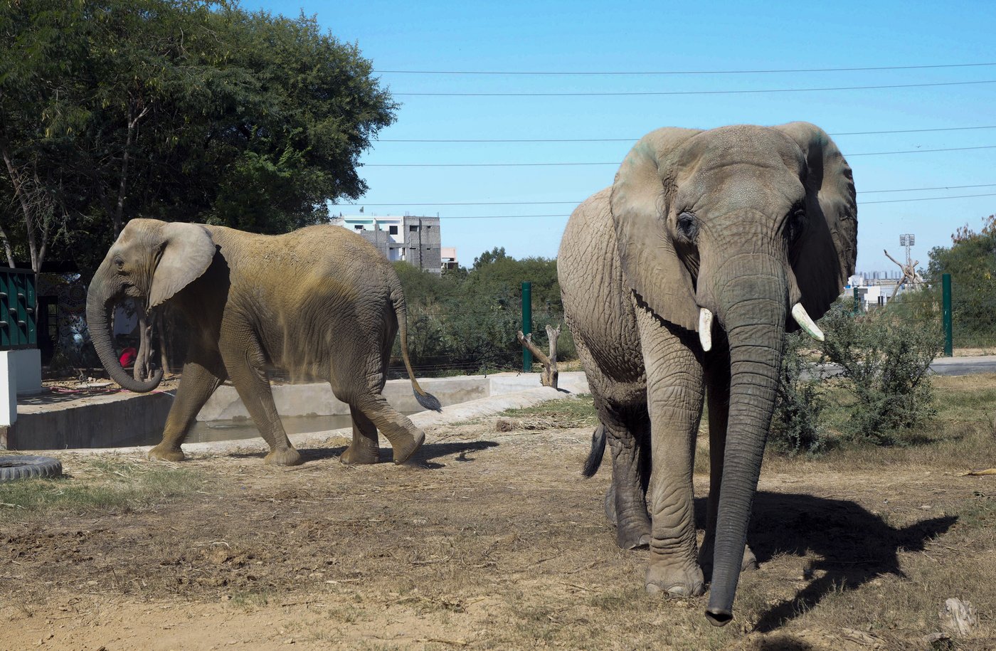 Animal welfare group says bacterial infection killed Sonia the elephant in Pakistan | iNFOnews.ca Animal welfare group says bacterial infection killed Sonia the elephant in Pakistan | iNFOnews.ca