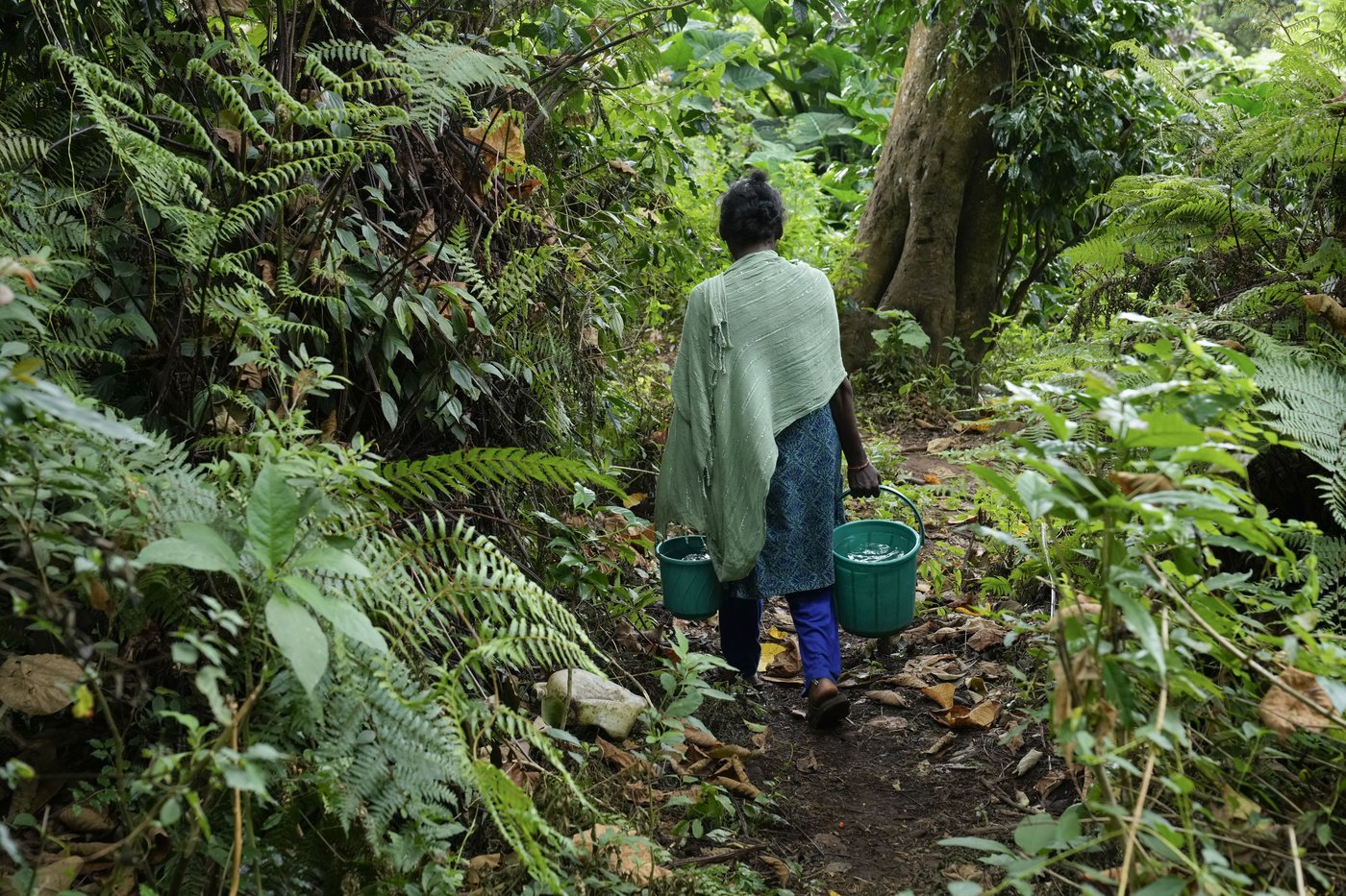 In southern India's tea country, small but mighty efforts are brewing to bring back native forests | iNFOnews.ca