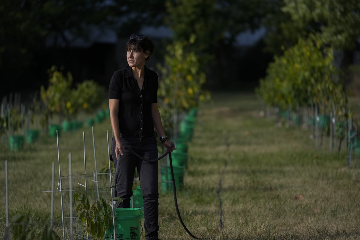 In Ohio, drought and shifting weather patterns affect North America's largest native fruit | iNFOnews.ca