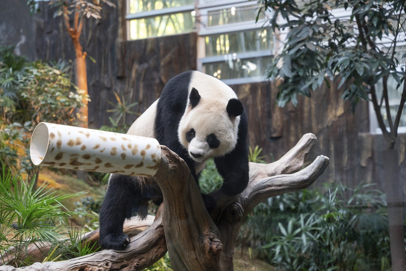 Hong Kong launches panda sculpture tour as the city hopes the bear craze boosts tourism | iNFOnews.ca