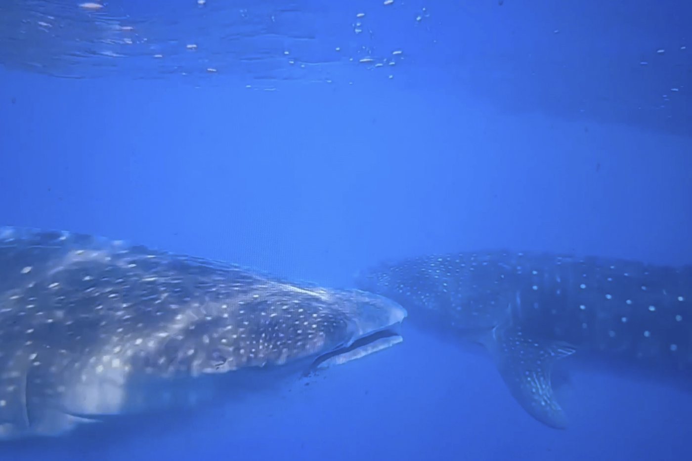 Where do whale sharks mate? The search to learn where the magic happens for the world's biggest fish | iNFOnews.ca