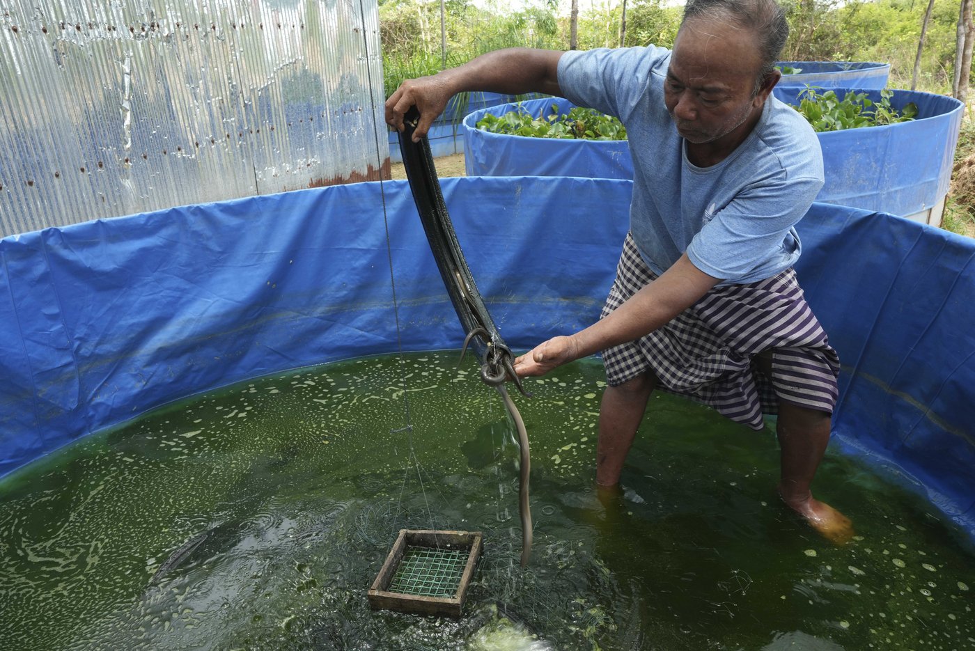 Cambodian fishermen turn to raising eels as Tonle Sap lake runs out of fish | iNFOnews.ca