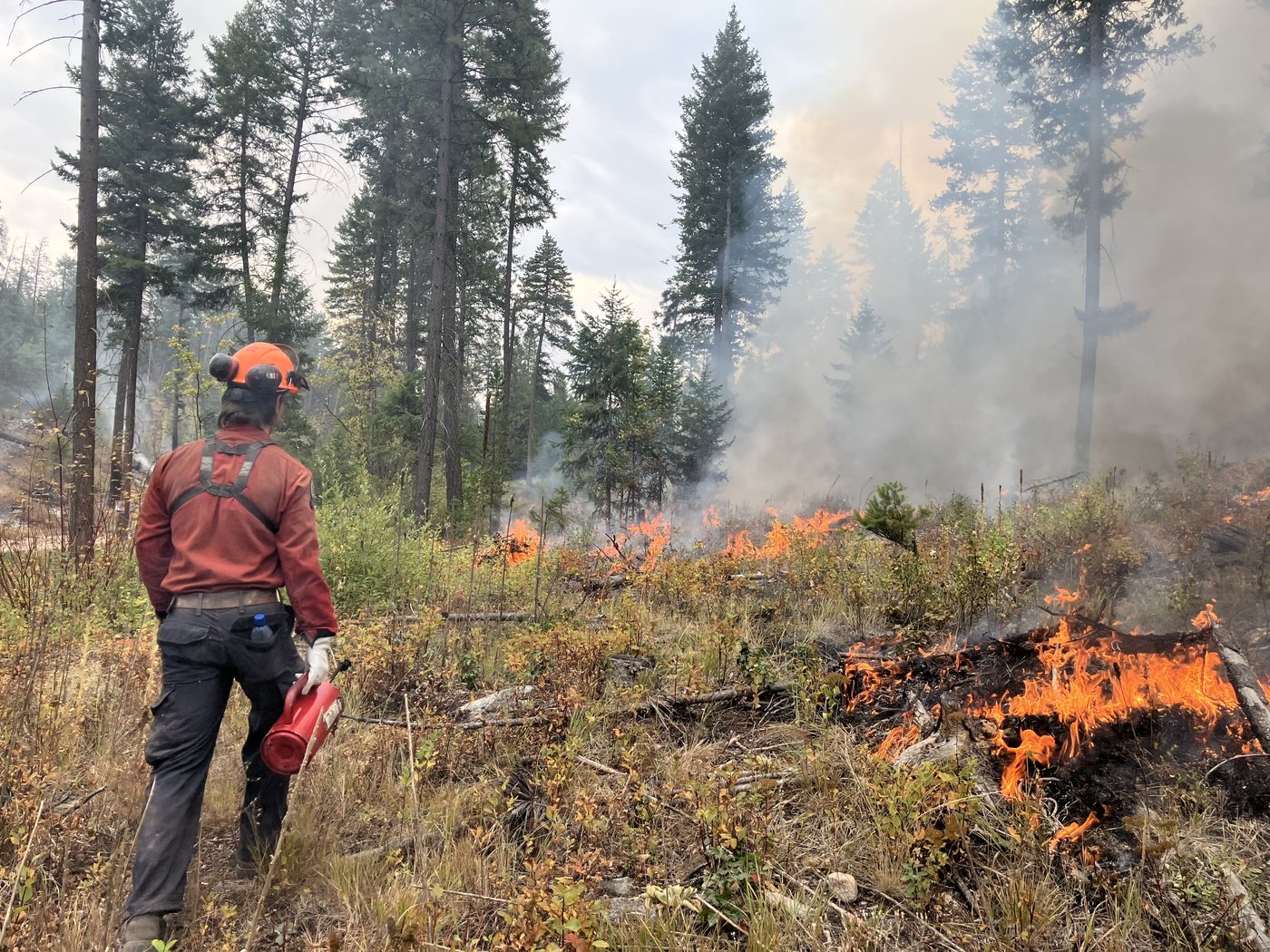 Planned ignition aims to reduce fuel around wildfire near Peachland, B.C. | iNFOnews.ca